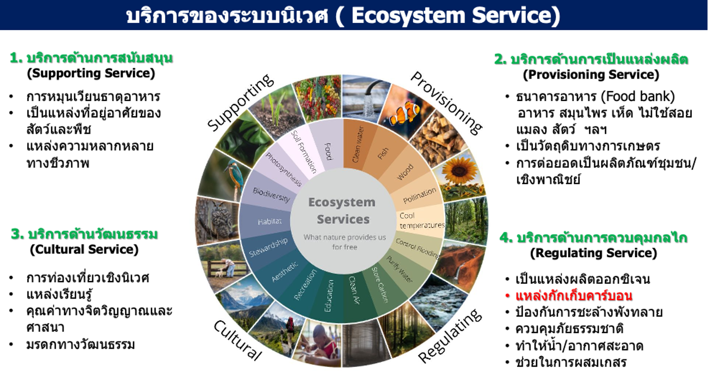 บริการของระบบนิเวศ (Ecosystem Service)